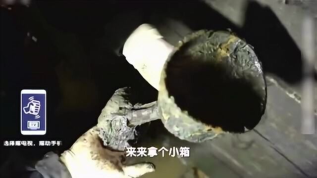 千年楚国大墓被发掘,专家找到古乐器“瑟”,小巧可爱