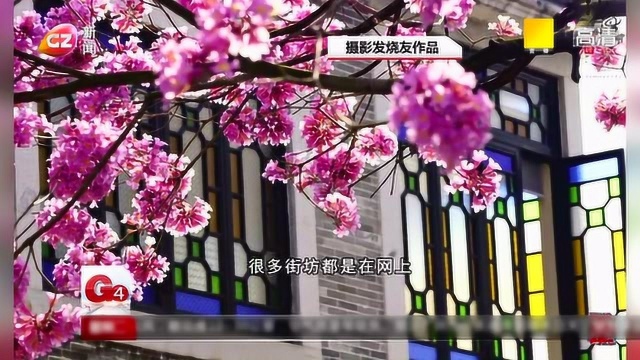 红花风铃木 粉嫩绽枝头