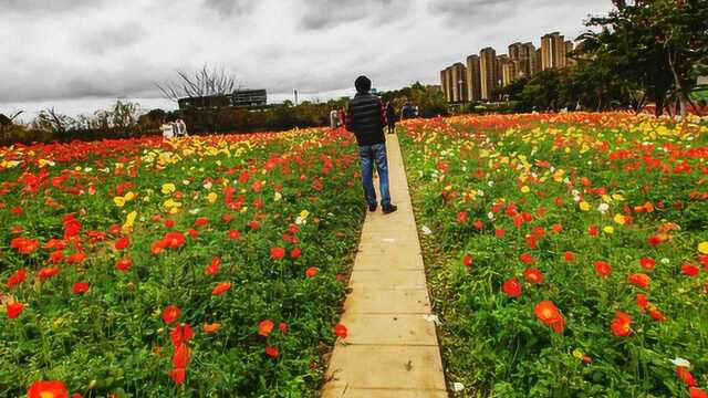 福州花海公园的虞美人开花了,吸引了很多人前来观赏