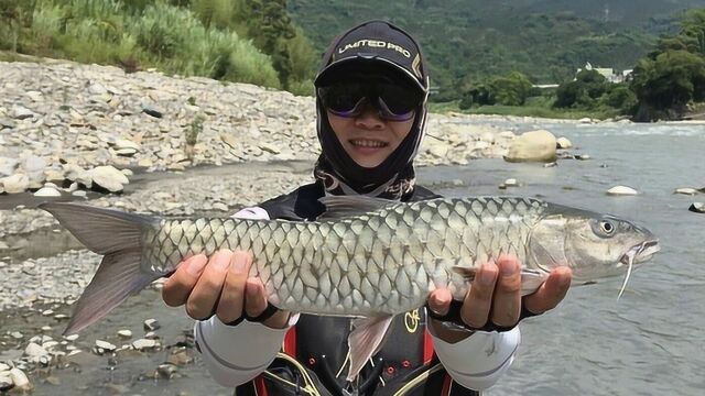 新竿沙湖拉试用,小米诺饵,山溪路亚钓军鱼!