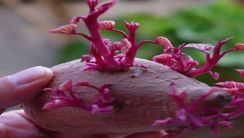 发芽的红薯能不能吃？现在学还不迟，快告诉身边人