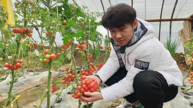 一个大棚种这么多番茄,百十种五颜六色的,小伙看的食指大动