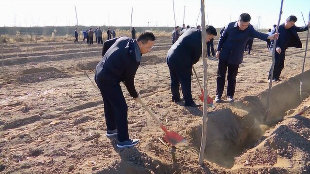 武强县开展植树造林