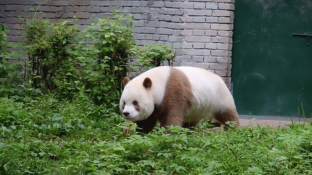 网红大熊猫七仔,巧克力色憨憨的,网友:“偷猫”大队准备出发!