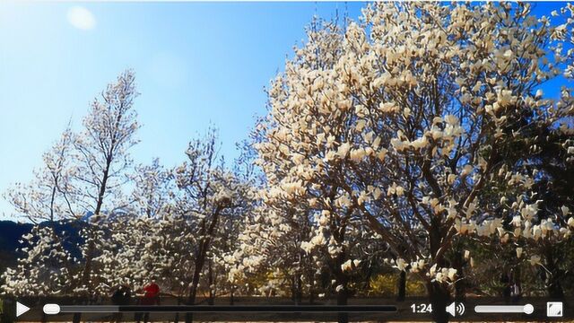 花香四溢的季节 10处景点感受春日烂漫