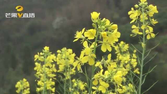 怀化芷江气象局人工增雨,降低清明假期森林火险等级