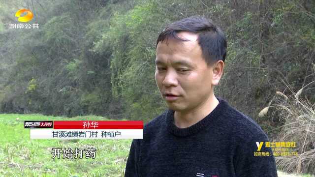 常德澧县:山沟沟里长出“致富草”