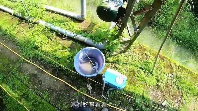 台湾大叔钓鱼记,小小的山沟里挤满了鱼