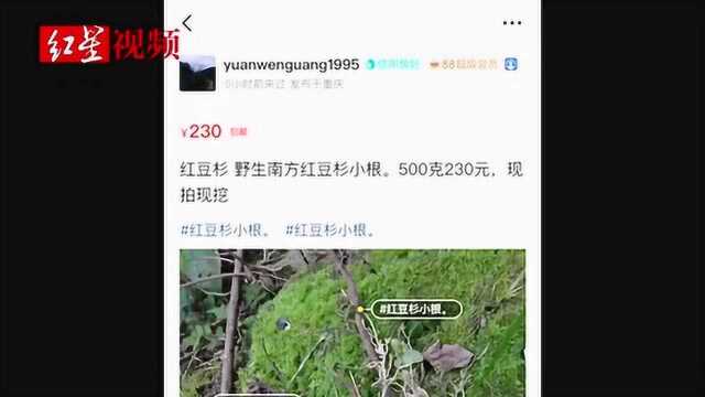 国家一级保护植物红豆杉 可以在网上买到?