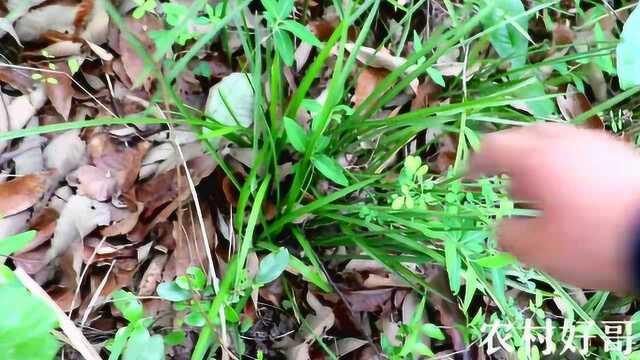 秦岭深山,满山野生兰花,春兰随处可见