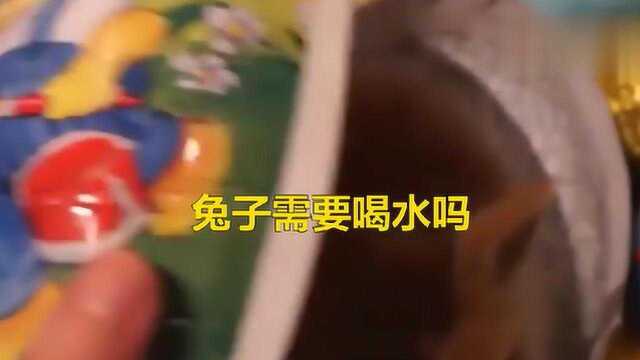 兔子究竟需不需要喝水呢?