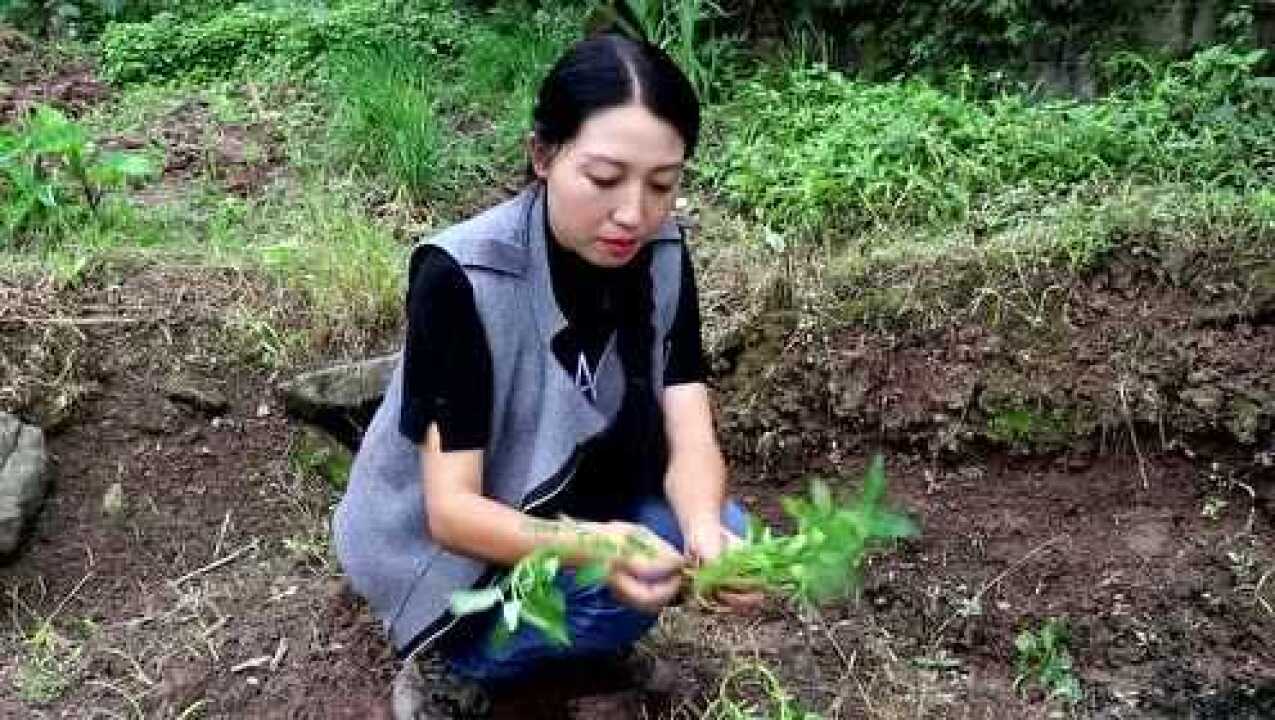 银山舒幺妹儿的个人频道