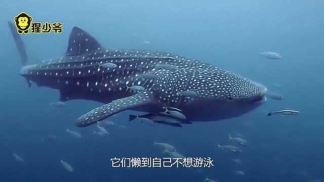 五种深海怪鱼,最后一种丑得无法直视,你是否都见过?