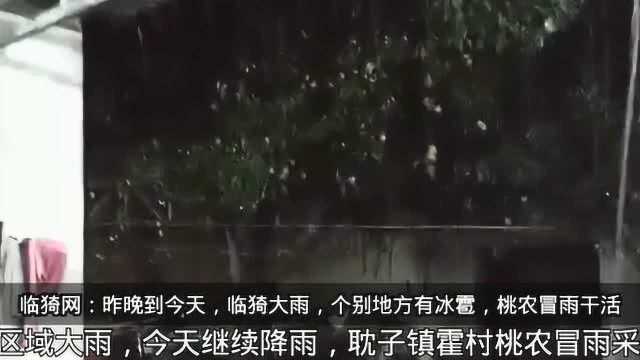 临猗昨晚到今天普降大雨,部分区域有冰雹