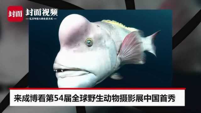 “追爱鱼”也有表情包?全球野生动物摄影展7月成博献上中国首秀