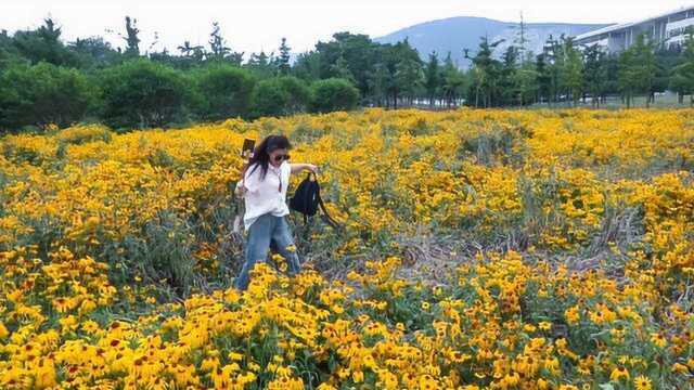 高校30亩金光菊绽放风景如画,游客为拍照踩踏花草遭指责