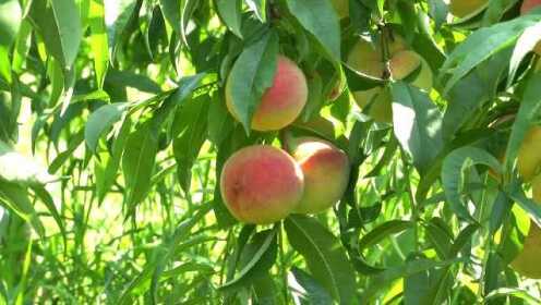 60岁退休老人回农村创业种700多亩桃子，总产量达80万斤！