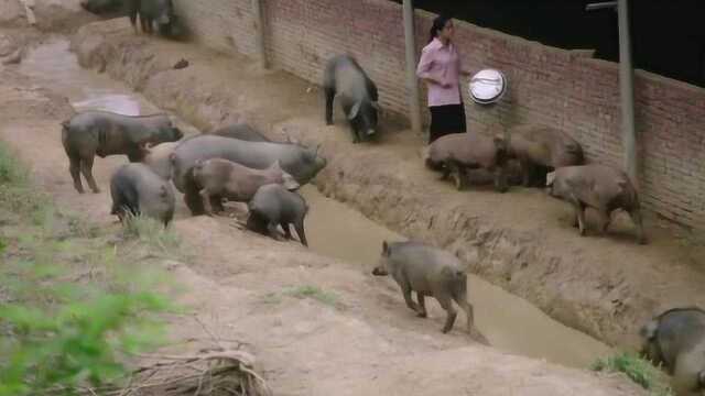 《初心》本地家猪和野猪的配种后代这么强大的吗?