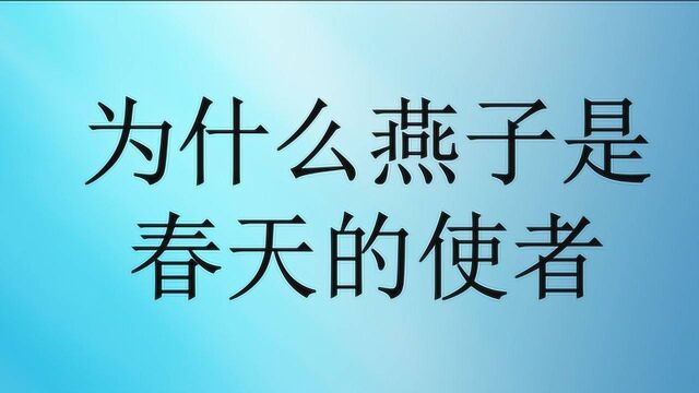 为什么燕子是春天的使者?