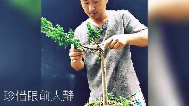 “笔直”树干的一棵真柏盆景素材改造,文人造型雅致秀美!