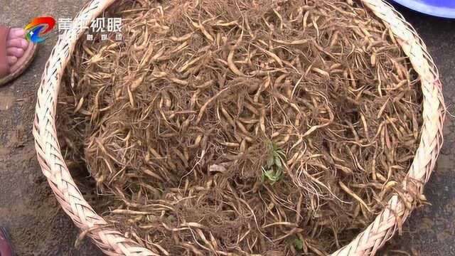 一碗水乡: 大力推广新技术促增产增收 太子参产业喜丰收