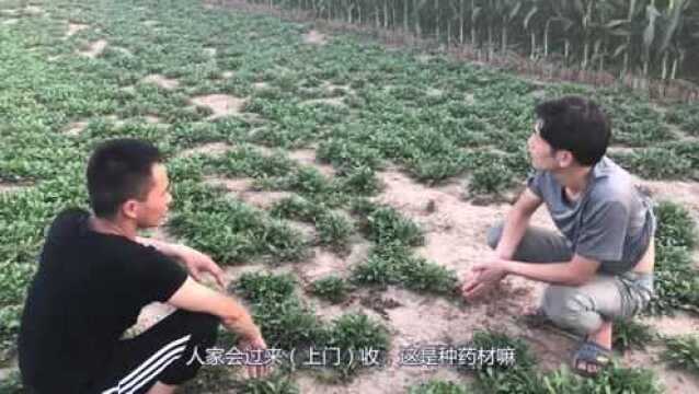 《种植技术讲解》:蒲公英种植要做哪些管理,收割要注意这些细节