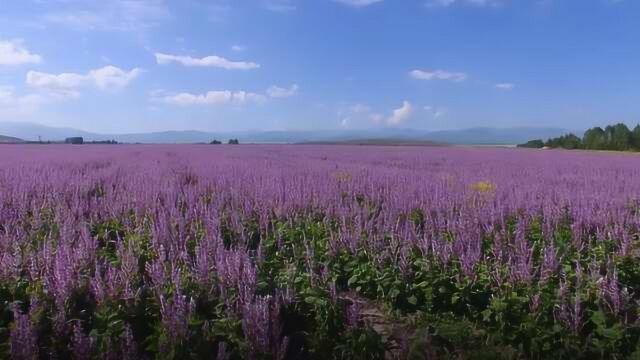 人间梦境!新疆紫苏花海无边无际,东北游客驱车万里观看