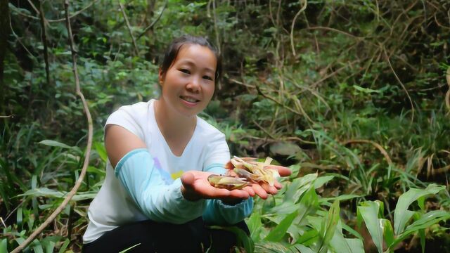 大自然的馈赠“野生阳荷”,阿红独闯深山寻找,个头虽小营养好