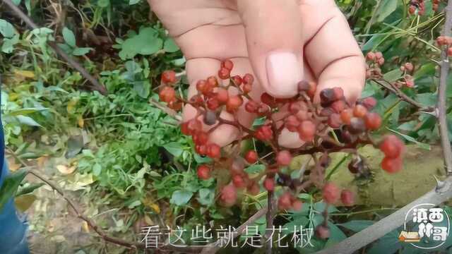 生活里吃过花椒的人很多,你见过花椒树长什么样吗?看就知道了