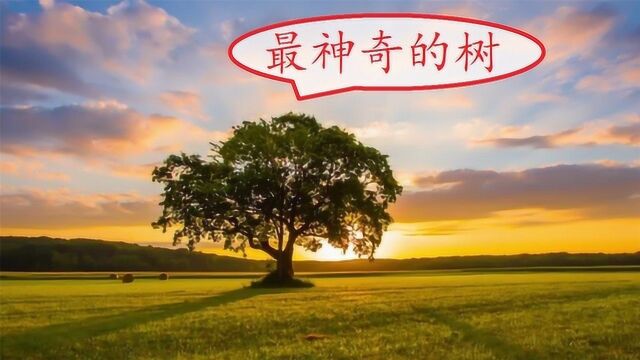 世界“最奇特”的几种树,一棵常在电影里出现,是“龙血”的化身