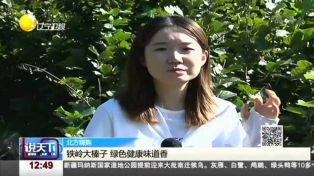 铁岭大榛子,绿色健康味道香