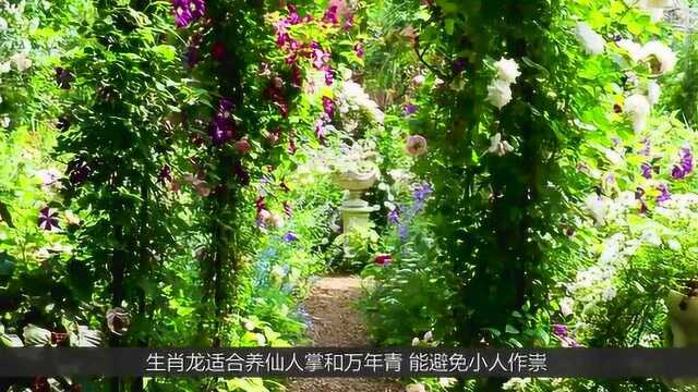 12生肖养什么植物最招财?养对了轻松赚钱,快看看你适合养什么