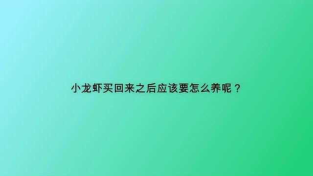 小龙虾买回来之后应该要怎么养呢?