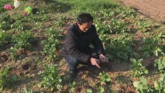 老顾带着夫妇田间劳作,发现油菜致命病害快去看看你家田里有没有