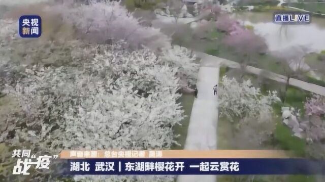 东湖畔樱花开 一起云赏花