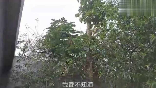 分享我们怎么摘木瓜的,摘这么多木瓜吃不完,看我们怎么处理