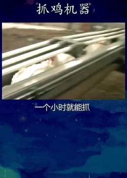 最先进的抓肉鸡工具  第1张