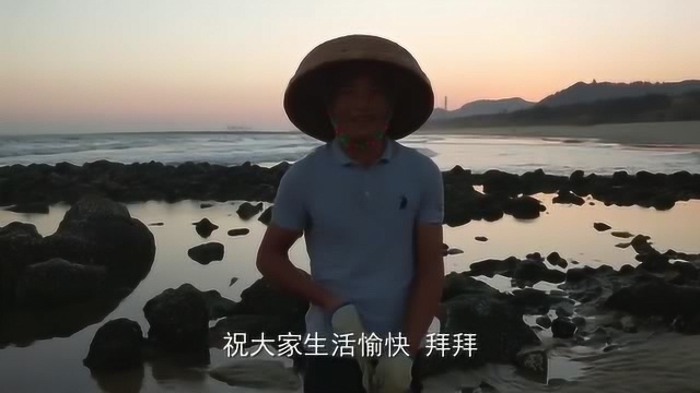 大叔赶海撞大运,喜提一条罕见的名贵青斑鱼,一条就价值100多块