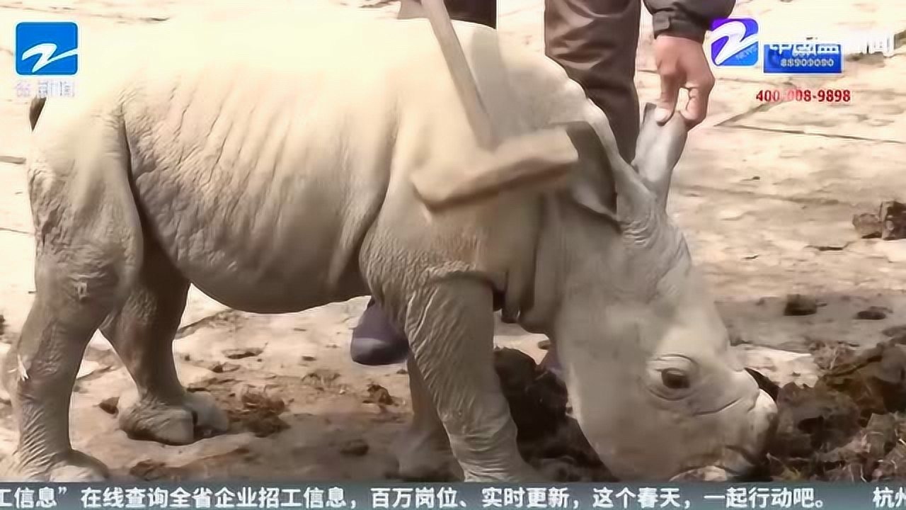 超级可爱!杭州成功繁育一只白犀牛宝宝 创下华东地区记录腾讯视频