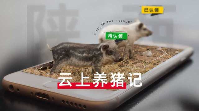 疫情催生的云养猪:网络订购,实时远程观看猪猪的日常