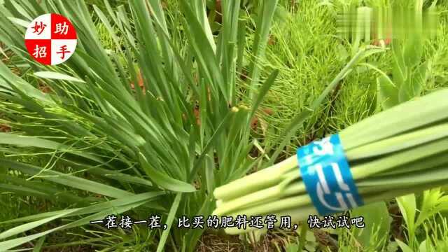 家里种韭菜,盆里丢点它们,叶子长得又宽又厚,比买的肥料好用