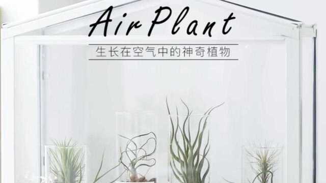 空气凤梨植物组合盆栽玻璃瓶办公桌懒人无土植物室内多肉套餐绿植