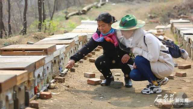 小蜜蜂大产业 蜂农陈秀英的“甜蜜”致富路