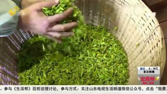 茶味飘香!青岛崂山春茶迎来开采好时节 茶叶嫩绿品质极高