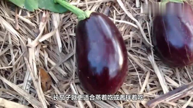 长茄子和圆茄子到底有什么区别?今天终于明白了