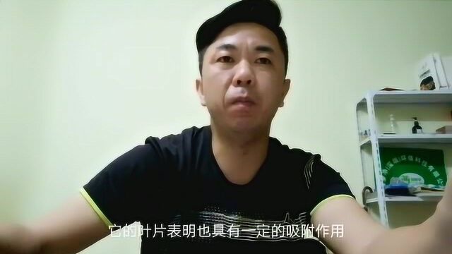 绿萝吸附甲醛的效果如何?