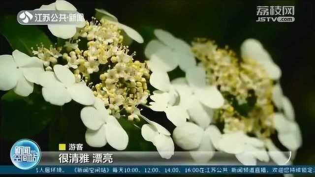 瘦西湖的“花仙子”!琼花盛开香味淡雅 花开锦绣春深似海!