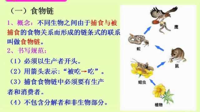 2.北师大版生物八下23.3生态系统的结构和功能——食物链