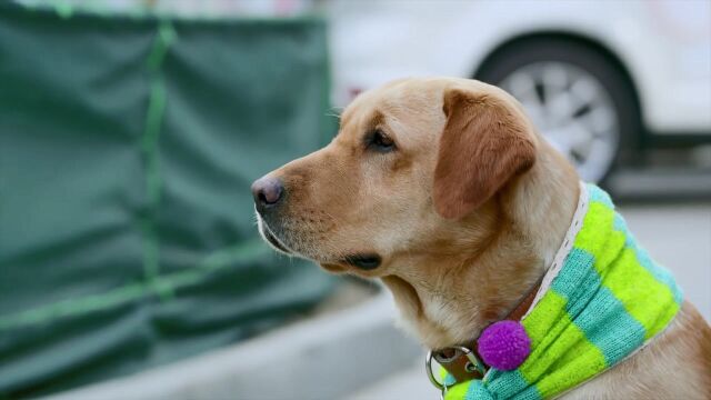 神犬小七:小主人搬去了美国生活,神犬日夜守在路口等小主人归来