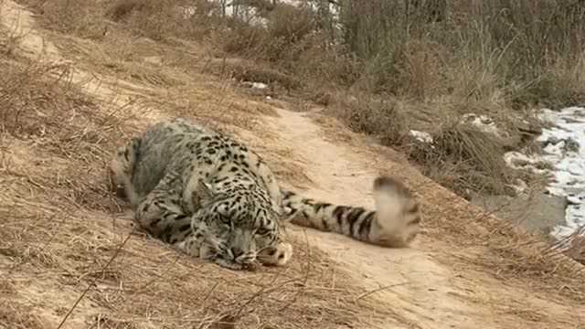 猎豹对人类视若无睹,无聊的摇着自己的尾巴,颇有当大哥的气势!